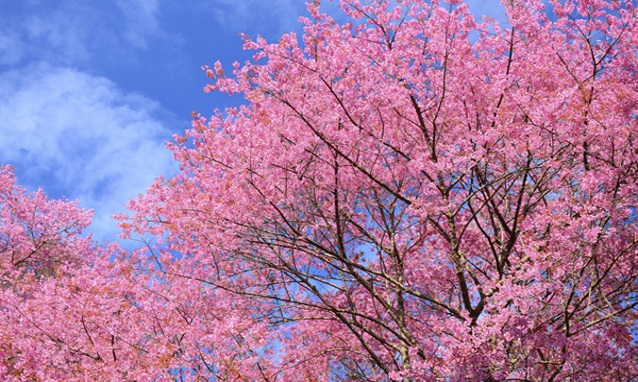 Quadro su tela, Giappone fiore di ciliegio rosa natura