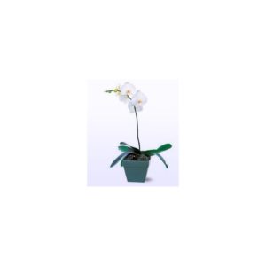 piante fiorite orchidea
