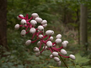 Actaea Pachypoda