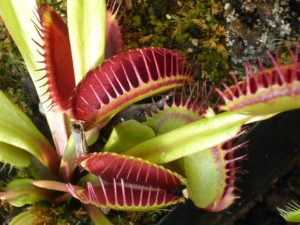 Dionaea Muscipula