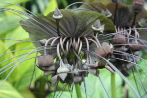 Tacca Chantrieri