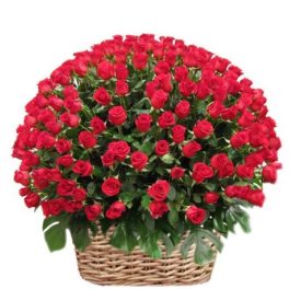 cesto con 300 rose rosse