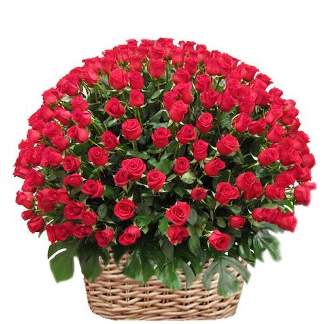 Cesto Di Fiori Freschi Composizione Con 300 Bellissime Rose Rosse