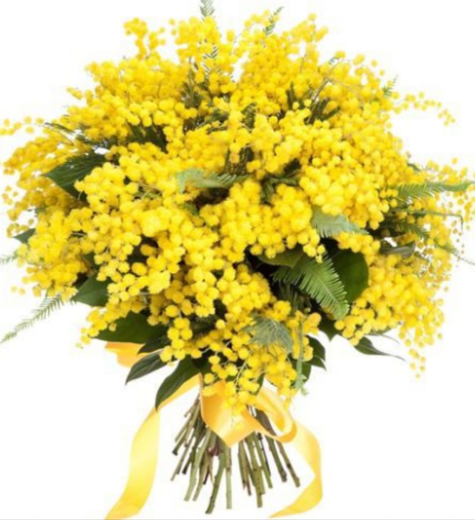 mazzo di mimose