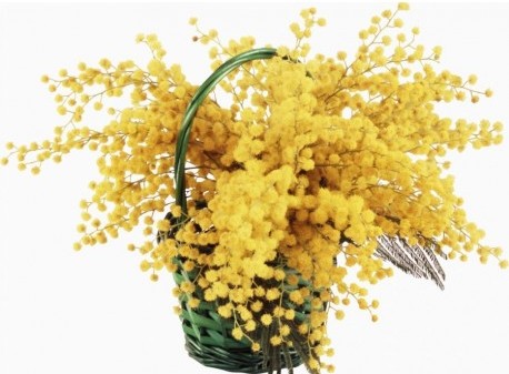 Basket with mimosa flowers