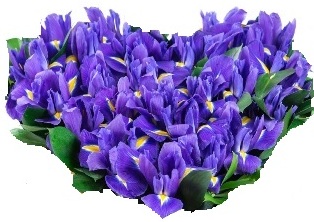 Composizione a forma di Cuore con iris blu