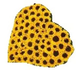 Composizione a forma di cuore con 60 girasoli