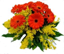 Bouquet di Mimosa e Gerbere Rosse