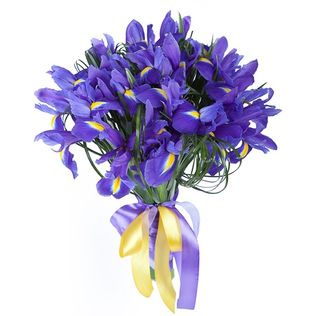 Omaggio floreale di soli iris blu