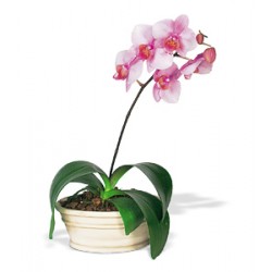 pianta phalenopsis rosa