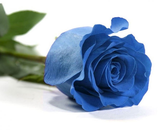 Una rosa blu ben confezionata con verde decorativo