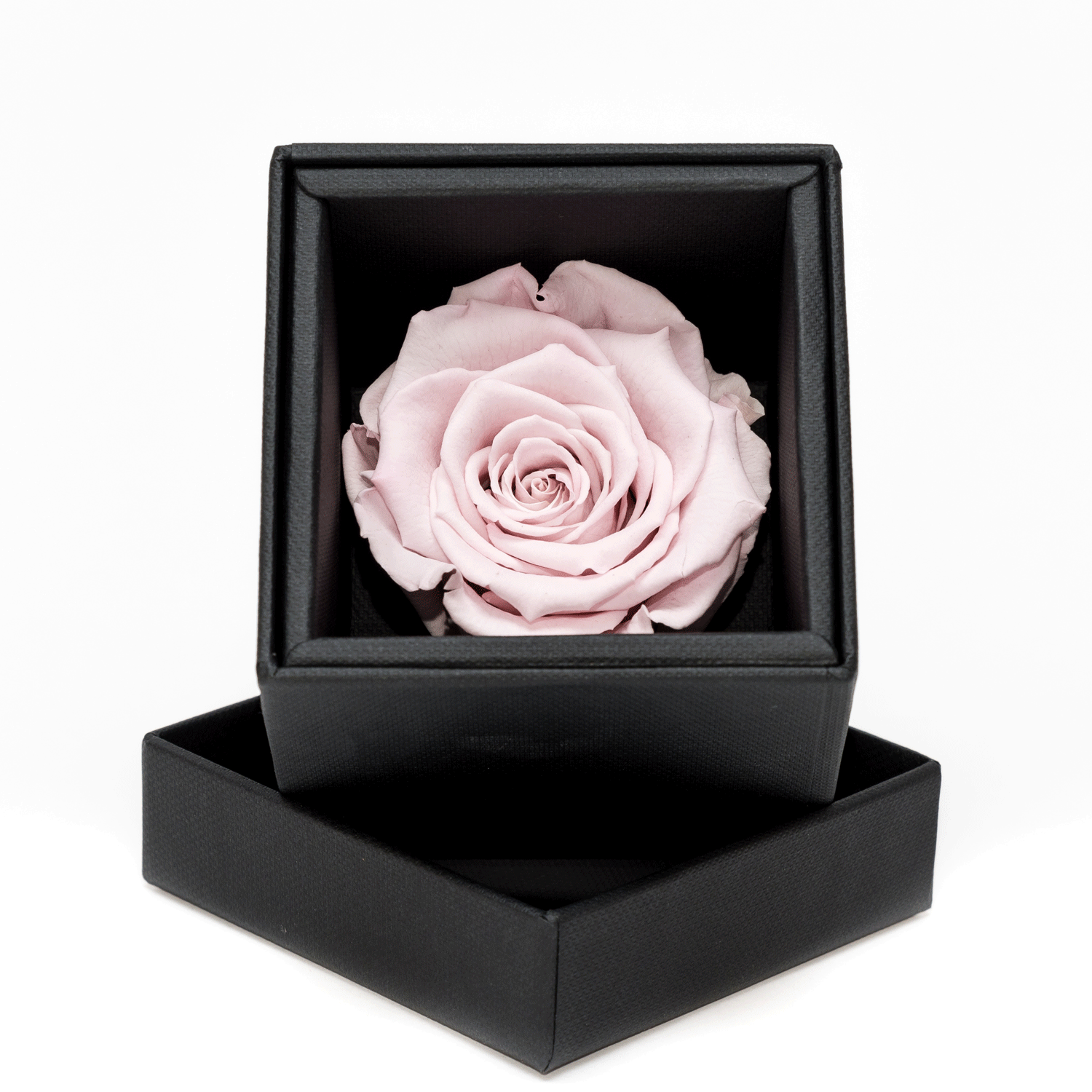Rosa di colore rosa stabilizzata con scatola nera elegante