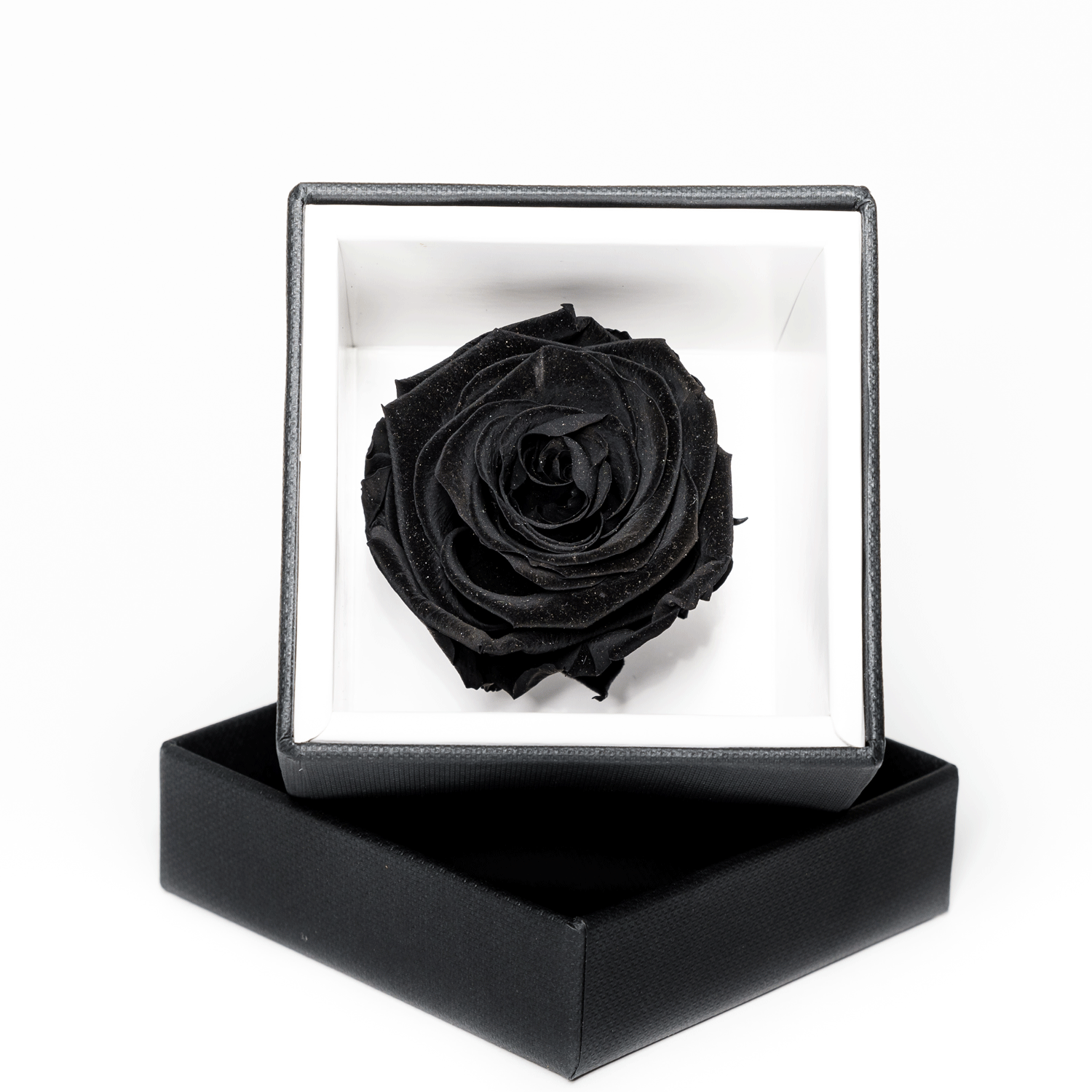 Rosa Stabilizzata Nera 10X10cm