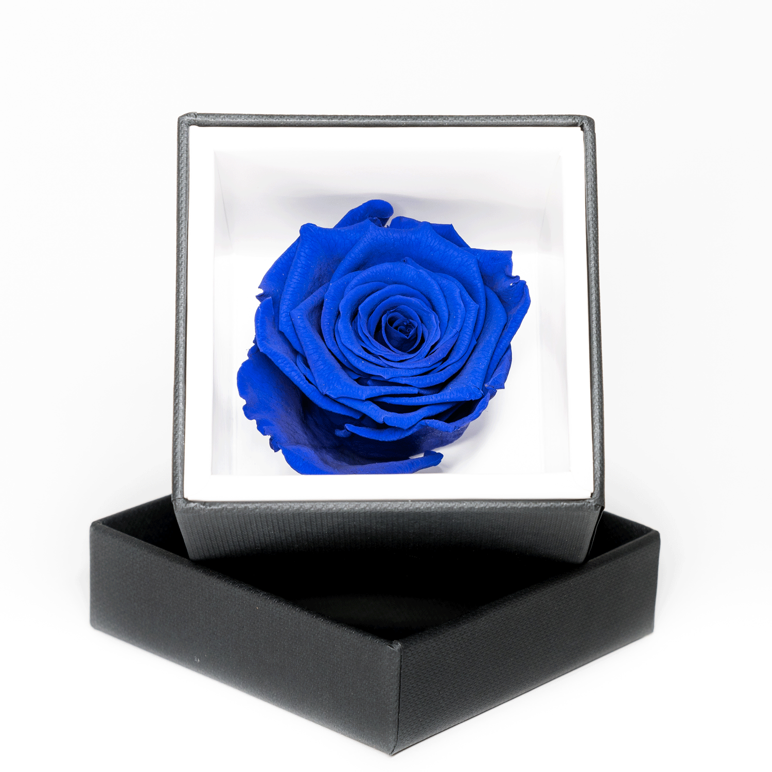 Rosa stabilizzata blu di colore blu in scatola regalo