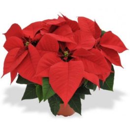 Pianta Stella di Natale Rossa - Poinsettia