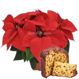 Buon Natale! Pianta Poinsettia Rossa e Panettone