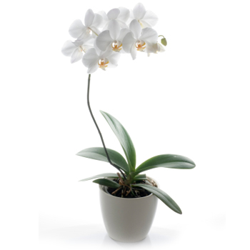 bellissima pianta di orchidea bianca Phalenopsis ben confezionata