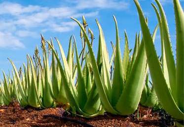 consegna pianta aloe vera dal sito fioriflor con consegna a domicilio