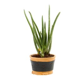 pianta grassa aloe vera