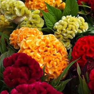 celosia